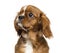 Close-up of a one-eyed Cavalier King Charles puppy, 4 months old