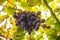 Close-Up Of One Grape Bunch At Organic Vineyard Against Sky