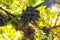 Close-Up Of One Grape Bunches At Organic Vineyard Against Sky
