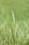 Close-up of one green ear of wheat in the field, world grain crisis. Farmersto