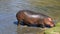 Close up one hippo walking getting out of water