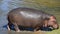 Close up one hippo walking getting out of water