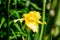 Close up of one large declicate yellow iris flower in a sunny spring garden, beautiful outdoor floral background photographed with