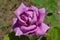 Close up of one large and delicate vivid pink magenta rose in full bloom in a summer garden, in direct sunlight, with blurred gree