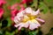 Close up of one large and delicate vivid pink and yellow rose in full bloom in a summer garden, in direct sunlight, with blurred