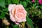 Close up of one large and delicate vivid vivd rose in full bloom in a summer garden, in direct sunlight, with blurred green leaves