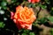 Close up of one large and delicate vivid yellow orange rose in full bloom in a summer garden, in direct sunlight, with blurred