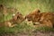 Close-up of one lion cub slapping another