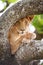 Close up of one lion rests in tree