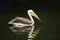 Close up one pelican swims and rows in water