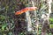 Close-up of one red mushroom among green grass in the autumn forest. Amanita muscaria, known as fly agaric or , is a beautiful bu