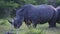 Close up of one rhino standing in grass