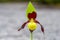 Close up of one single odd looking ladys slipper orchid