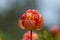 Close up of one single red cloudberry growing on the plant