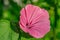 Close up of one single Royal Mallow flower in pink