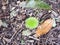 Close up of one single spiky green chestnut forest floor