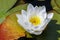 Close up of one single white Nymphaea Water lily