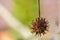 Close-up of one spiky brown ball seeds of Liquidambar styraciflua, commonly called American sweetgum