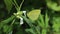 Close up of a One spot grass yellow butterfly drinking nectar from Ceylon slitwort flower