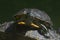 Close-up of one terrapin climbing over another