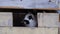 Close up one white and black dot rabbit stay inside retro wooden house