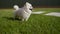 Close-up of one white pomeranian spitz with his tongue sticking out. Dog stands on the grass.