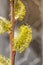 Close up one willow branch with fluffy buds with yellow pollen in the sunshine on a gray background, concept of beginning of