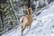 Close-up one young Bighorn Sheep ewe standing in the snowy forest. Banff National Park in October