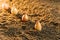 Close up of onion bulbs in the ground. planting seed in soil,