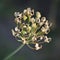 Close-up of onion inflorescence with black seeds