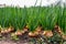 Close-up of onion plantation in a hothouse