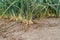 Close-up of the onion plantation in the vegetable garden.Green onions on the field, Farmers fields with green onions