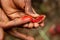 Close-up on open achiote fruit