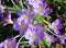 Close up of open blue crocuses. Yellow stamens.