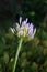 Close-up of the open bud of agapanthus plant.