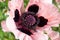 Close-up of an open pink flower of a perennial decorative poppy Papaver with a black Terry interesting middle and petals that