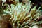 Close-up of open sea anemone tentacles swaying in the water on the coral reef