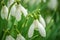 Close up of open spring snowdrops in a Scottish wood