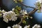 Close-up of open white plum flowers and blur background. Typical spring background