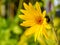 Close up of opening sunflower flower, Helianthus x aetiflorus, also known as the cheerful sunflower or perennial