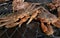 Close-up of Opilio Crab in a Net