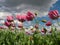 Close up of opium poppies