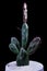 Close up opuntia canterae cactus  in planting pot