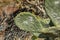 Close-up opuntia ficus-indica or prickly pear also named Cactus Pear, Nopal, higuera, palera, tuna, chumbera with cochineal