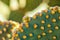 Close up of Opuntia microdasys cactus plant with new buds growing