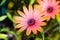 Close up of Orange African Daisy