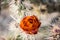 Close-up of the orange blooms of a staghorn cholla (cylindropuntia versicolor) cactus