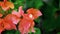 Close up of orange bougenville flowers