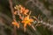 Close up of an Orange bulbinella asphodelaceae flowers