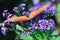 A close up of an orange butterfly with white spots on a purple flower.